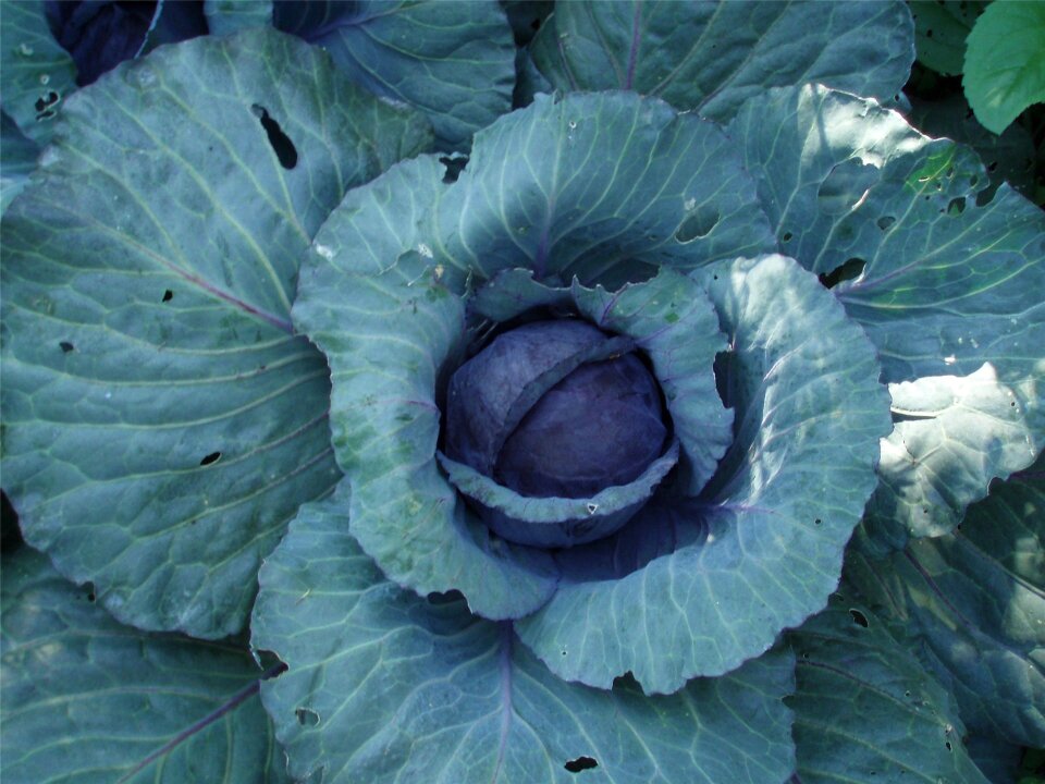 Fresh organic healthy