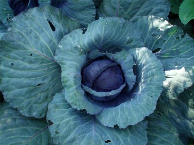Fresh organic healthy