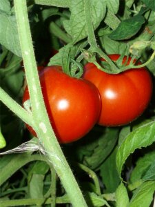 Red vegetable tasty