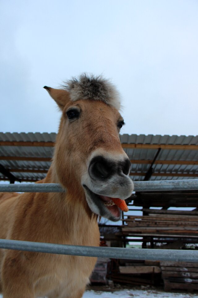 Horse animal eat