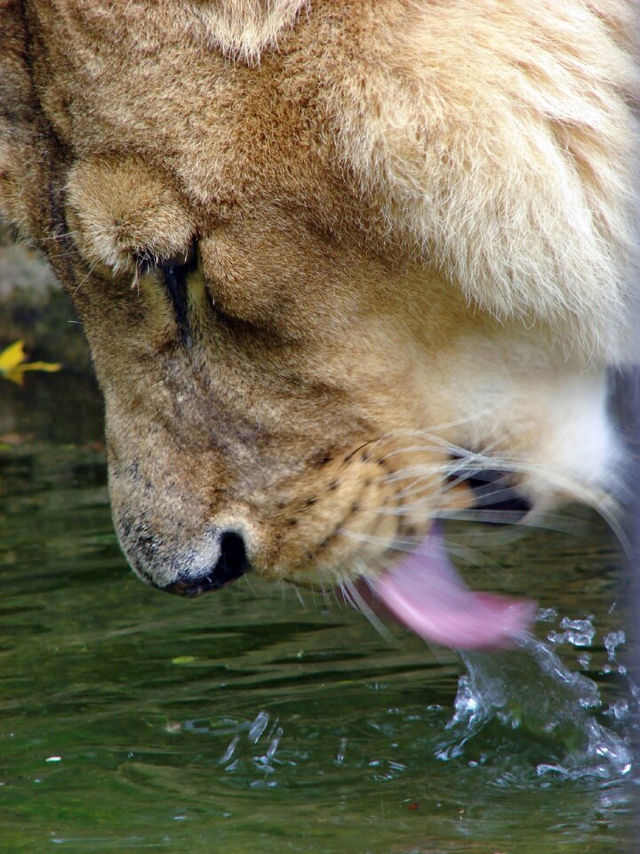 Tongue head close up