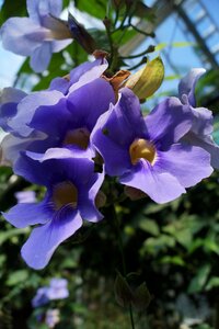 Tropics purple creeper photo