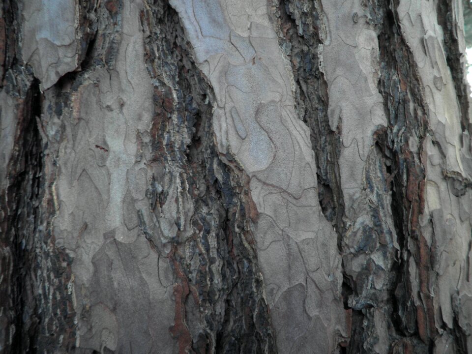 Plant log structure