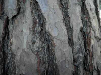 Plant log structure