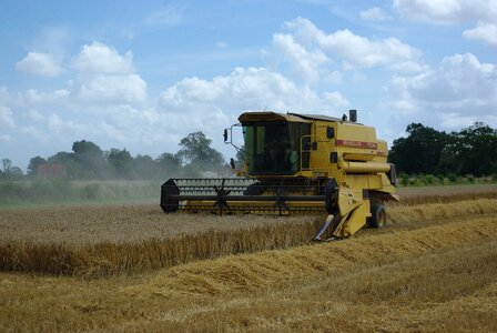 Harvest farming wheat photo