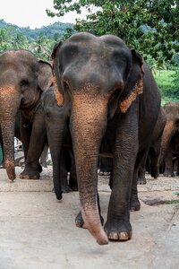 Elephant animal pachyderm