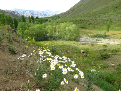 Daisy oltu erzurum