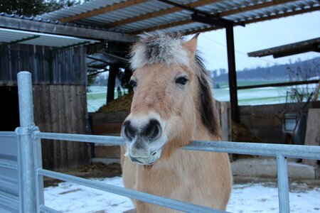 Horse animal winter