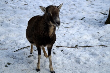 Snow winter fur wintry