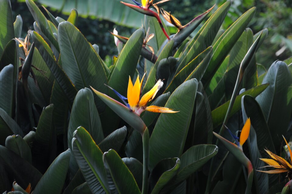 Montecarlo botany flower