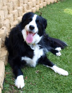 Pet animal cute