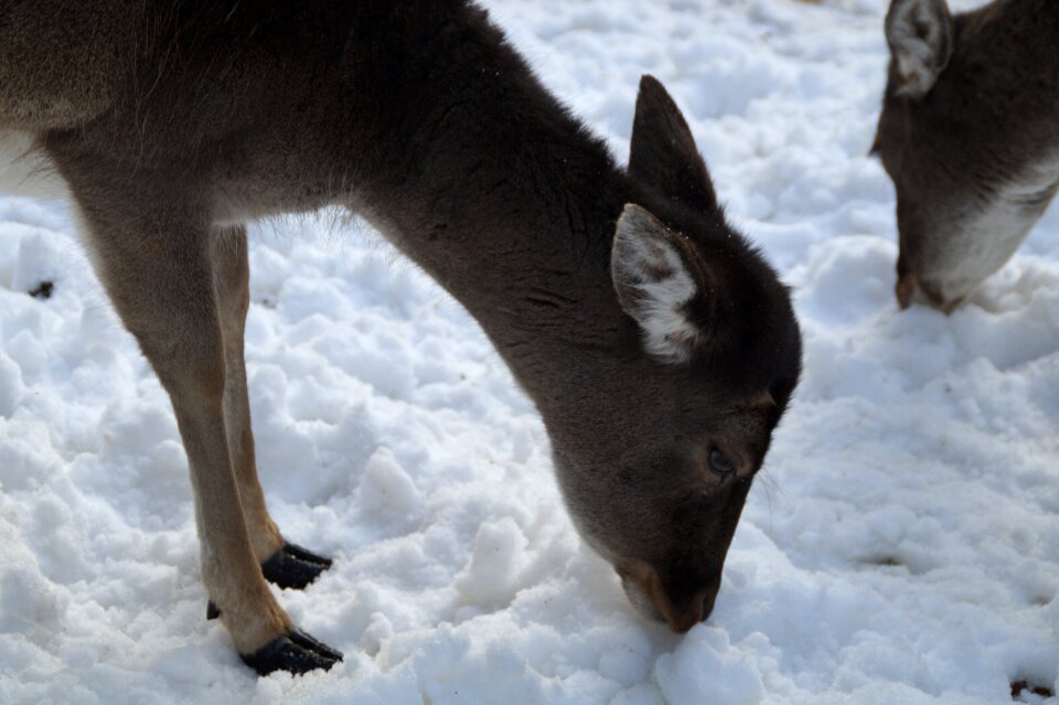 Winter snow winter fur