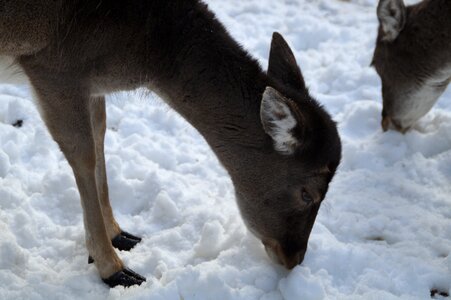 Winter snow winter fur