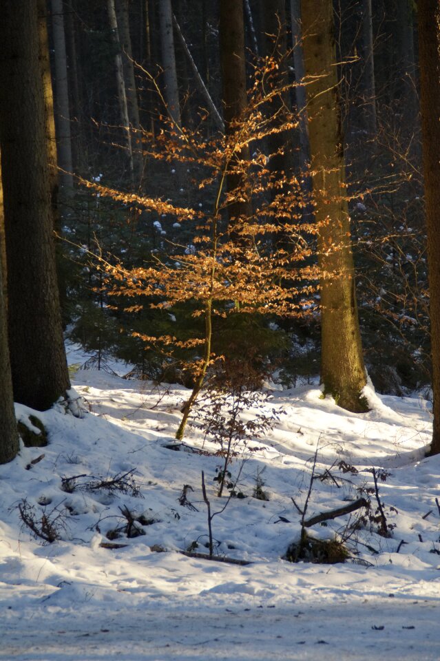 Glade illuminated lit up