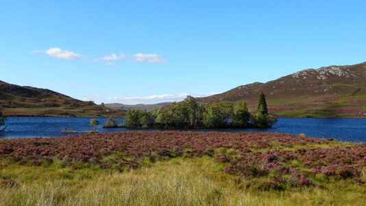 Mountain tree irelands