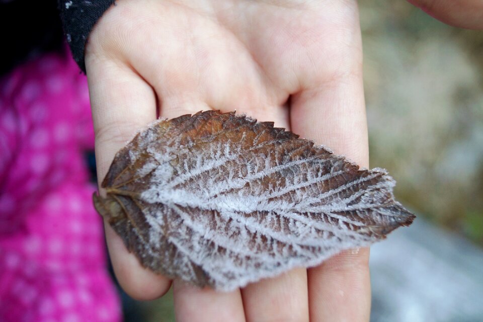 Rime nature autumn leaves