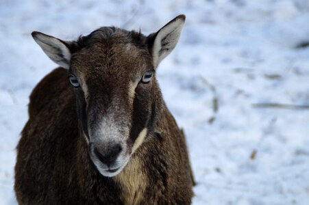 Snow winter fur wintry