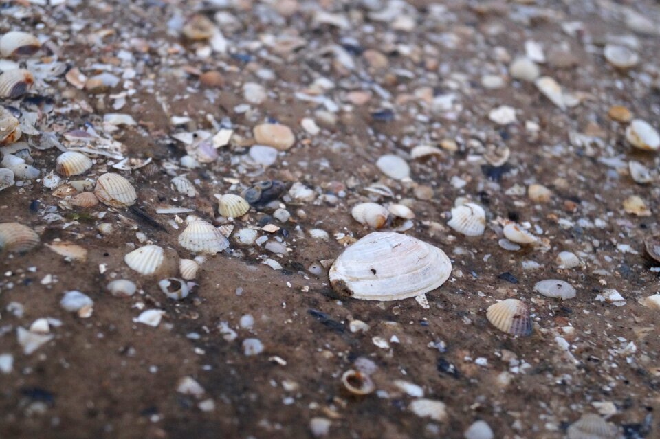 Marzena seashell sea