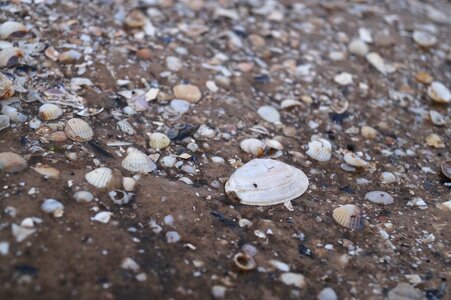 Marzena seashell sea