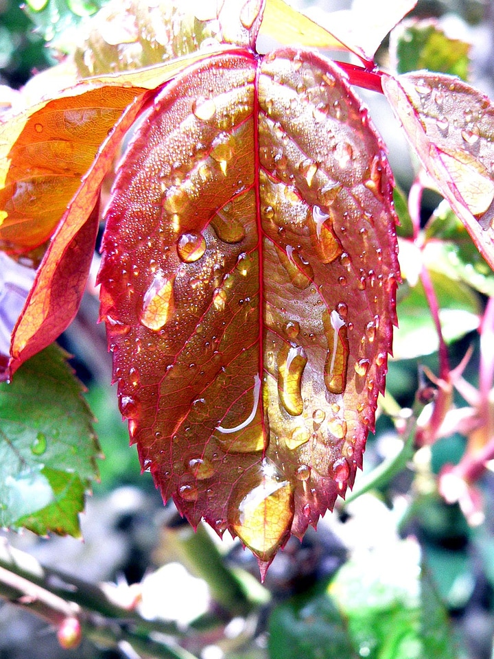 Plants forest branch