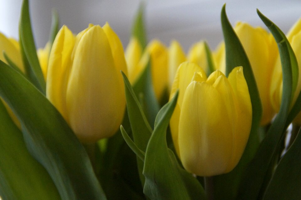 Spring spring flower strauss