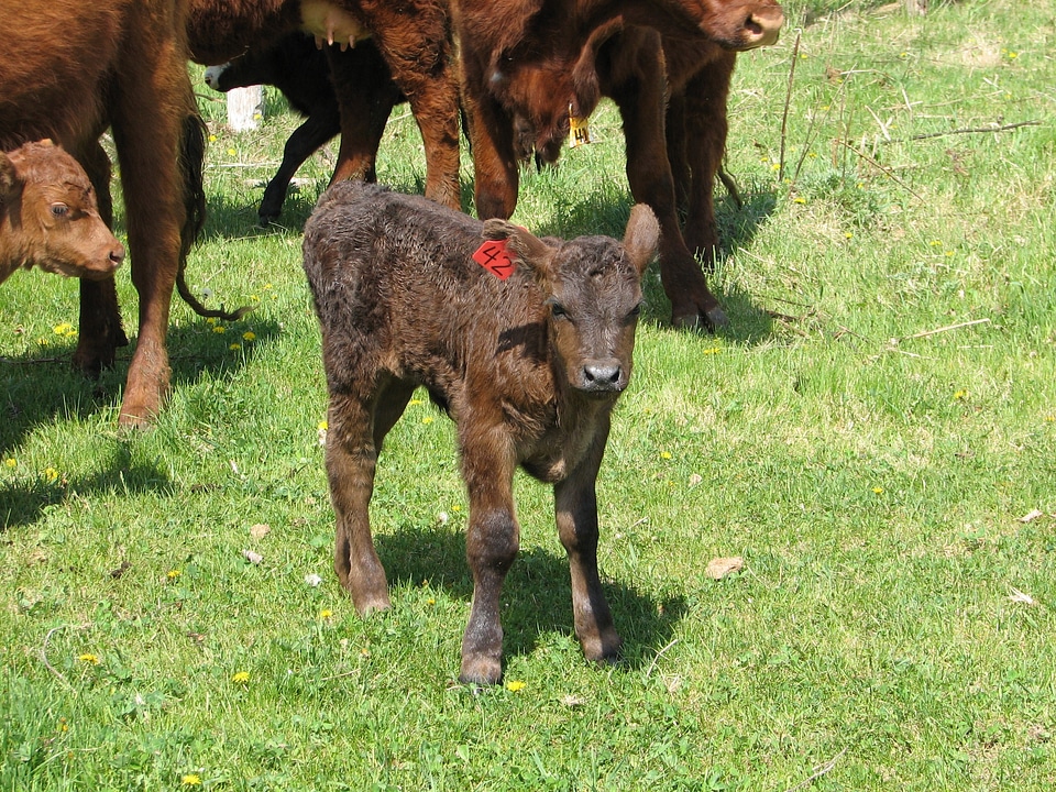 Beef mammal cattle photo