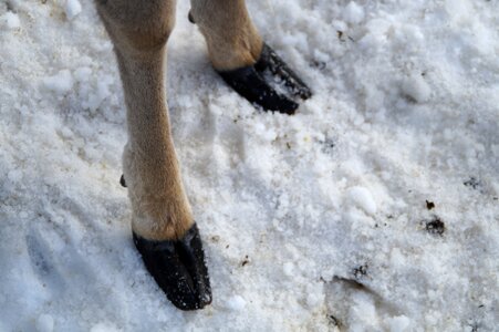 Huf ungulate paarhufer