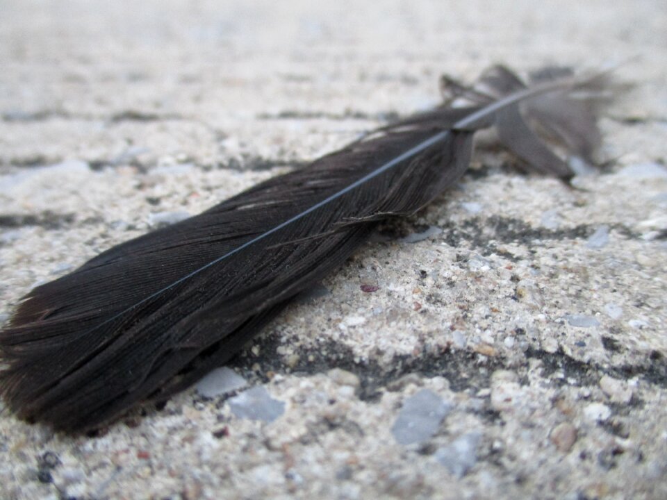Feather fly