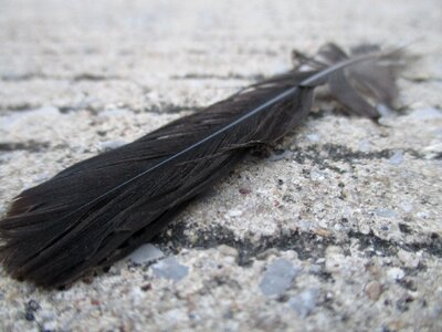 Feather fly