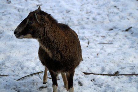 Snow winter fur wintry