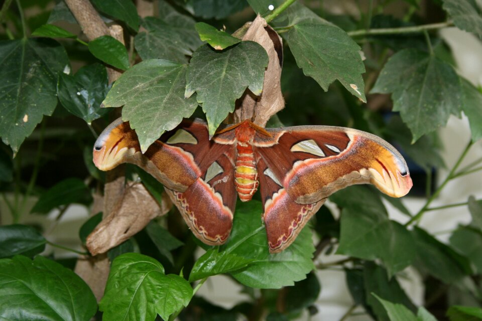 Mot butterfly park nature
