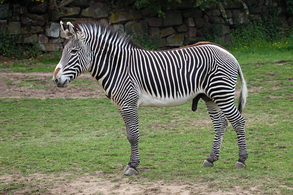 Black herbivore imperial