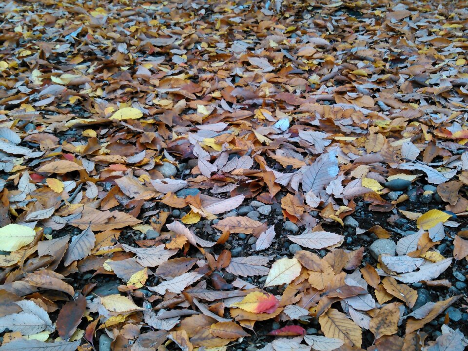 Autumn fallen leaves autumnal leaves