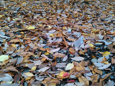 Autumn fallen leaves autumnal leaves photo