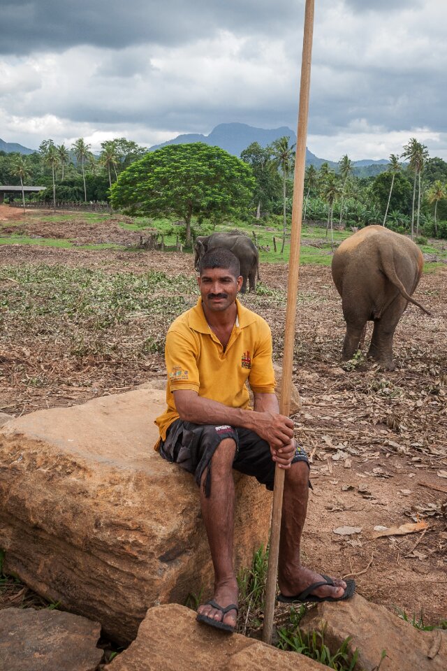 Caregiver elephant animal