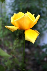 Flower garden nature