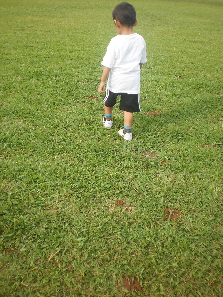 Lawn garden grass