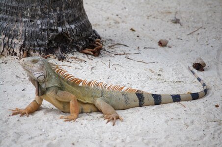 Iguana beach summer