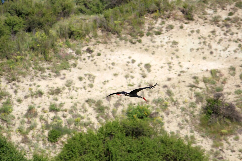 Stork bird flight