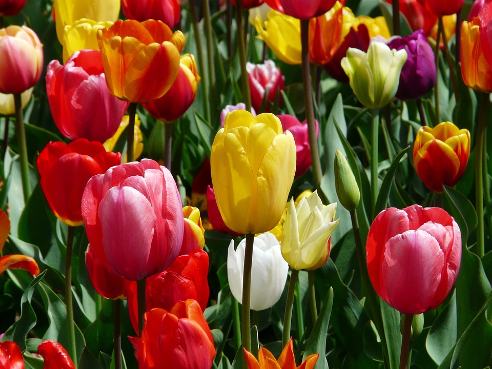 Tulip field colorful color