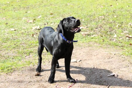 Black puppy