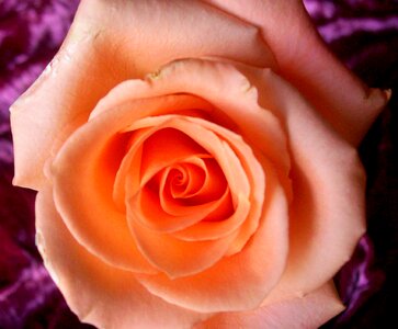 Floral nature love