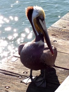Bird seabird
