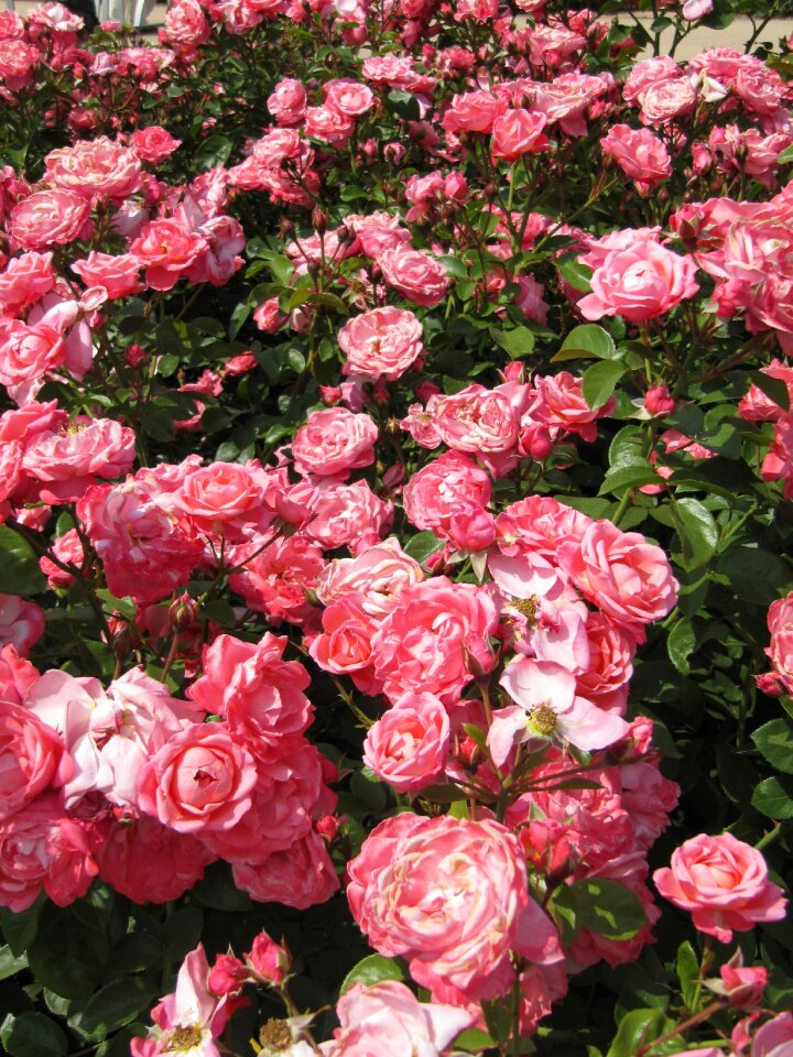Garden pink rose bloom