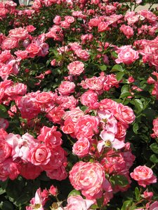 Garden pink rose bloom