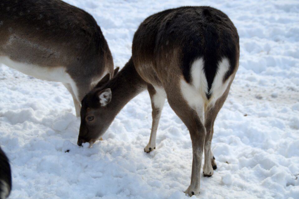 Winter snow winter fur