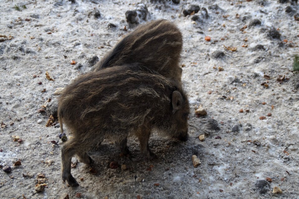 Boar deer park young