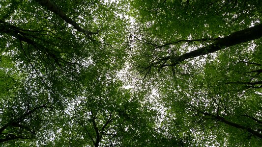 Leaf wood branch