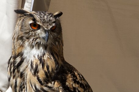 Nature feathers animals