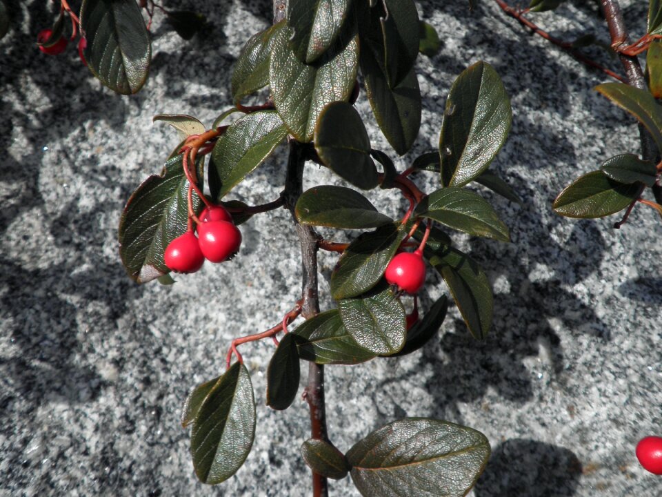 Nature leaves bush